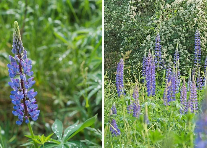 10053-ulfborg-svollingvej-2 Сasa de vacaciones